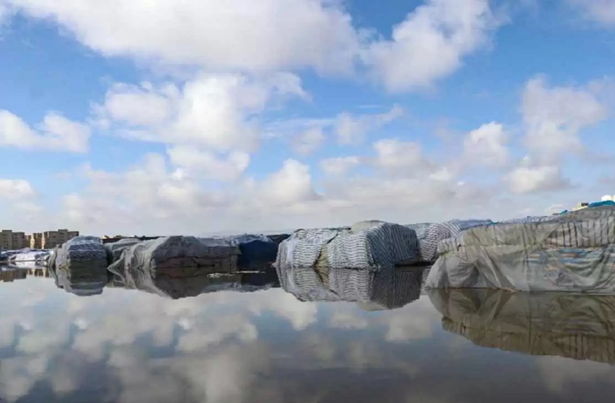 کار برنجهای بارانزده به کجا رسید؟ کار برنجهای بارانزده به کجا رسید؟