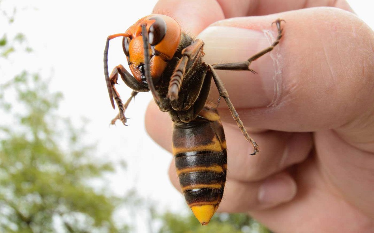 اخبار حوادث اخبار حوادث