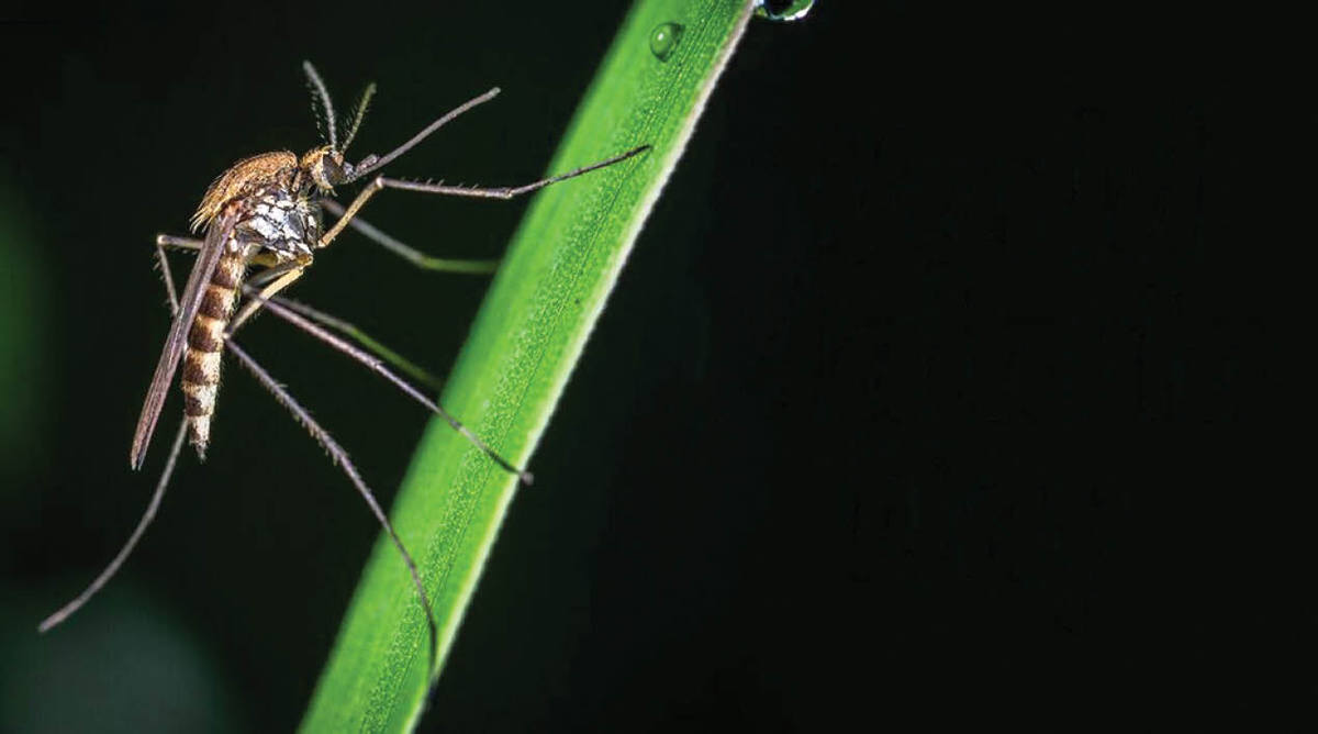 علائم ابتلا به مالاریا