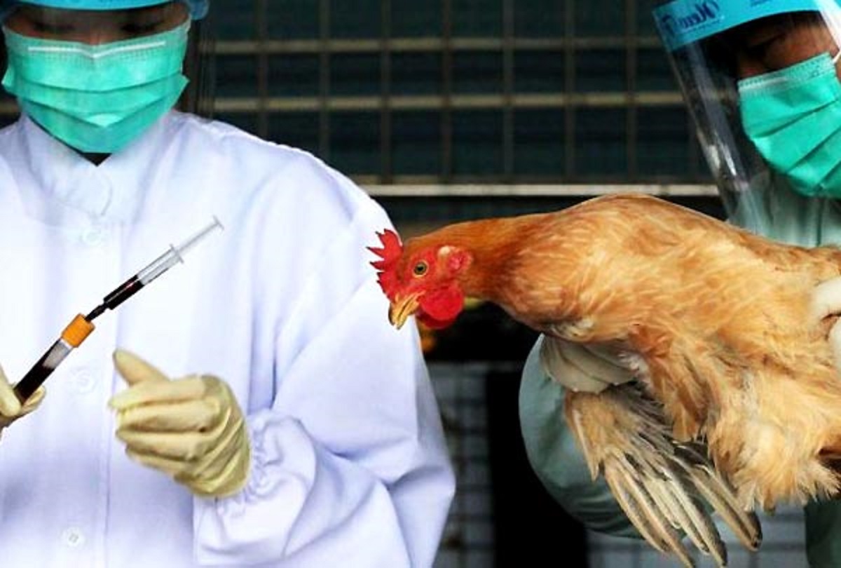 آنفلوآنزای مرغی آنفلوآنزای مرغی