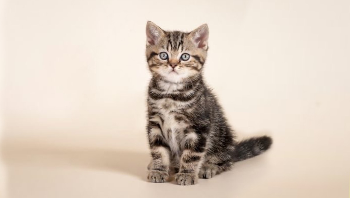 محیط زیست محیط زیست