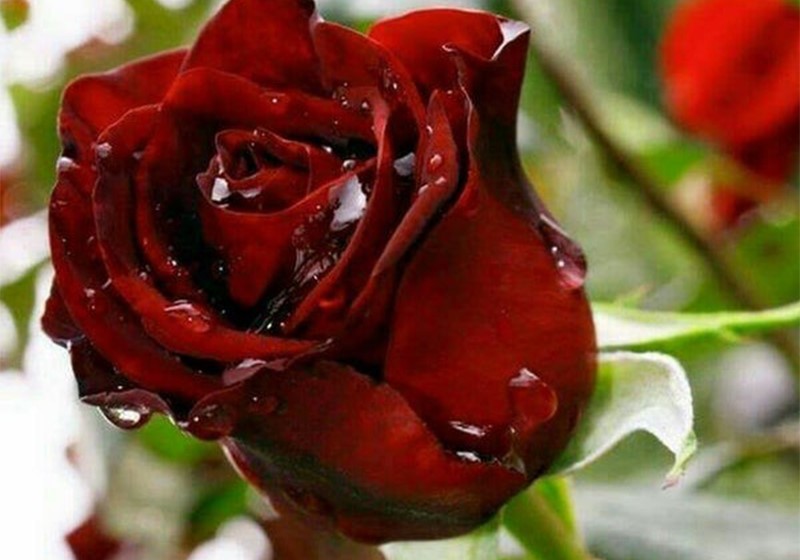 تاج گل اروپایی برای مراسم چهلم؛ هدیه ای شکیل و خاص برای ابراز حس سپاسگزاری و همدردی گل رز