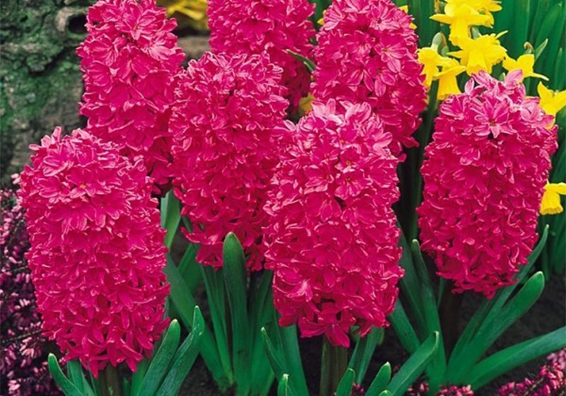 تاج گل اروپایی برای مراسم چهلم؛ هدیه ای شکیل و خاص برای ابراز حس سپاسگزاری و همدردی گل سنبل