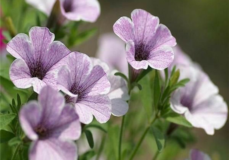 تاج گل اروپایی برای مراسم چهلم؛ هدیه ای شکیل و خاص برای ابراز حس سپاسگزاری و همدردی گل نیلوفر