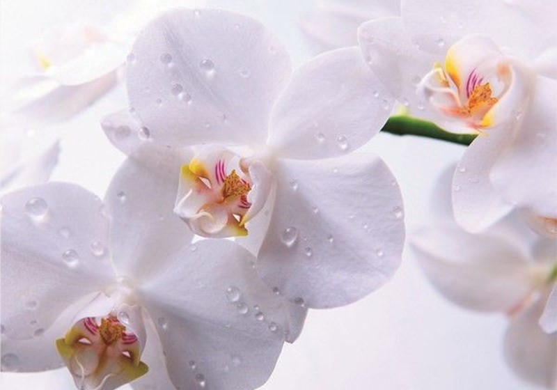 تاج گل اروپایی برای مراسم چهلم؛ هدیه ای شکیل و خاص برای ابراز حس سپاسگزاری و همدردی تاج گل اروپایی برای مراسم چهلم؛ هدیه ای شکیل و خاص برای ابراز حس سپاسگزاری و همدردی