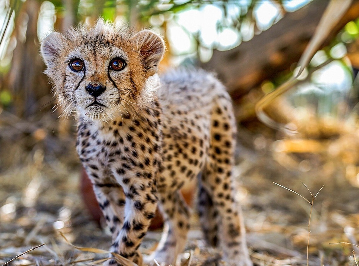 «بازوحشی‌سازی» «پیروز» امکان‌پذیر است؟