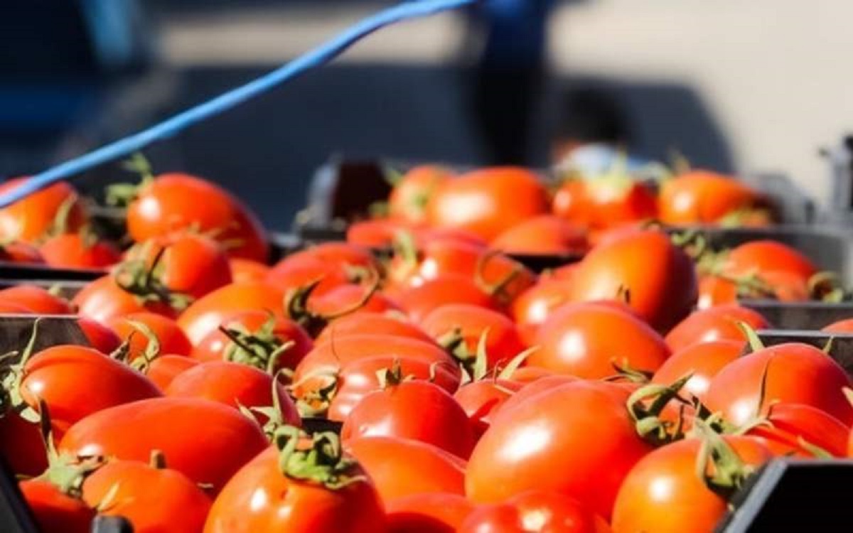 قیمت پیاز و گوجه