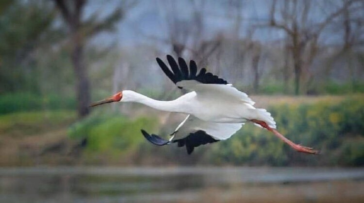 ‌تک درنای سیبری