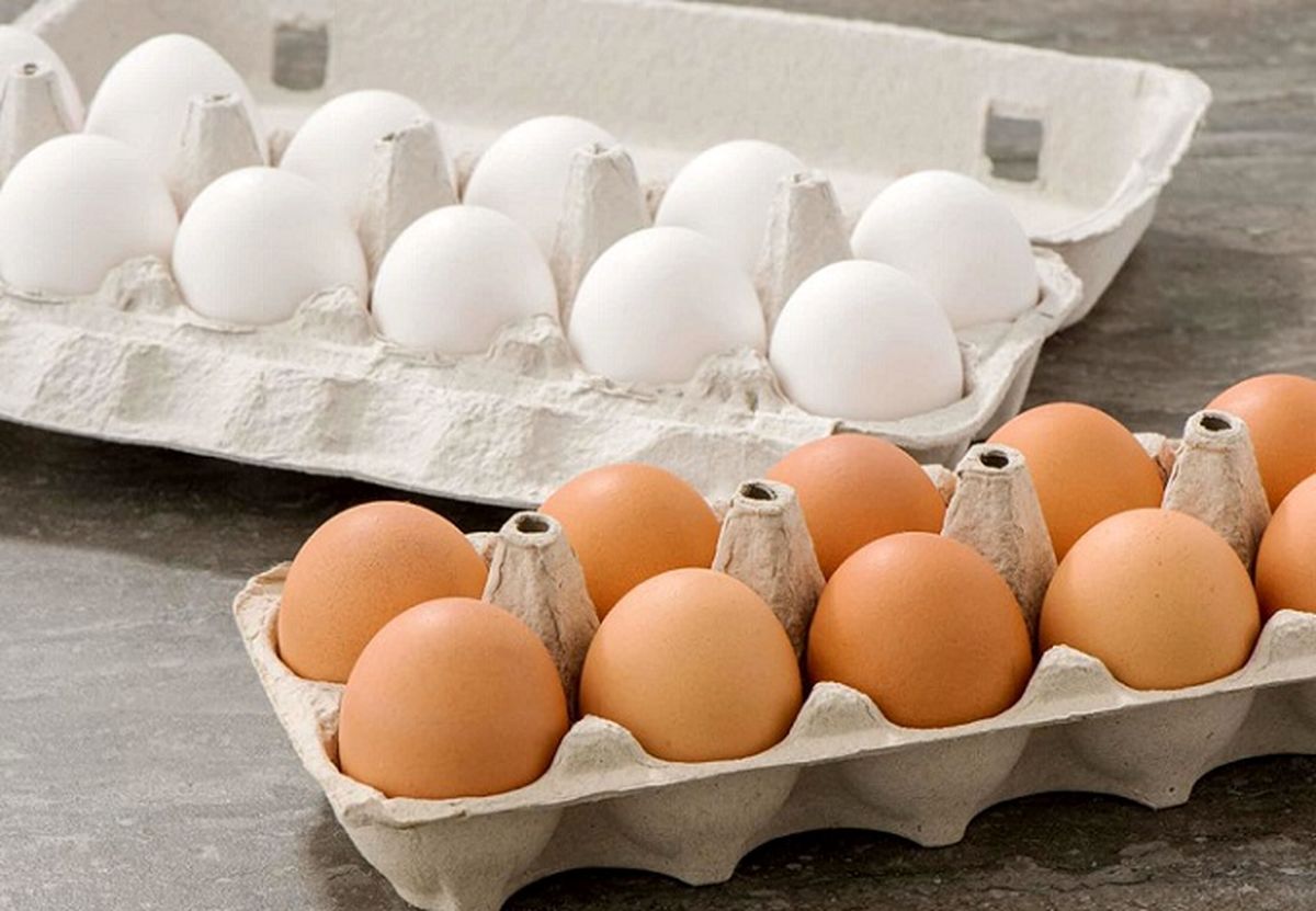 قیمت مرغ و تخم مرغ قیمت مرغ و تخم مرغ