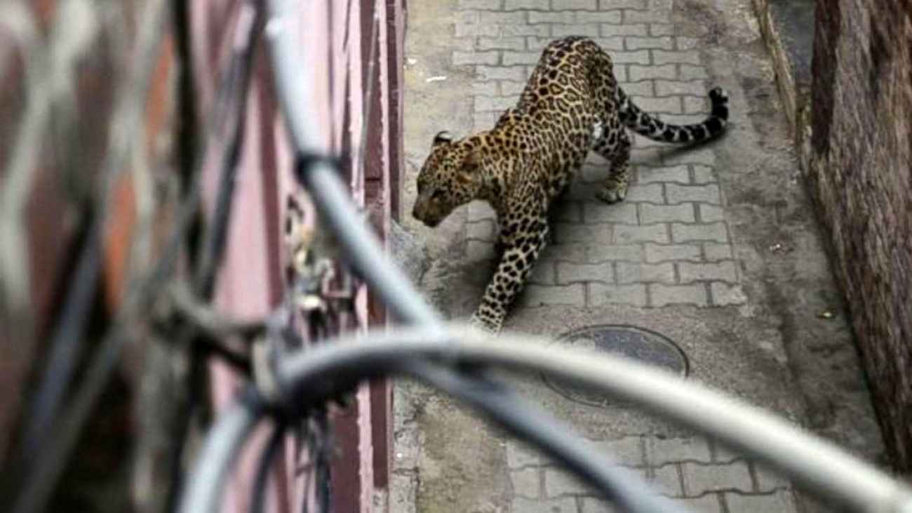 حمله خونین پلنگ وحشی به یک خانه +فیلم حمله خونین پلنگ وحشی به یک خانه +فیلم