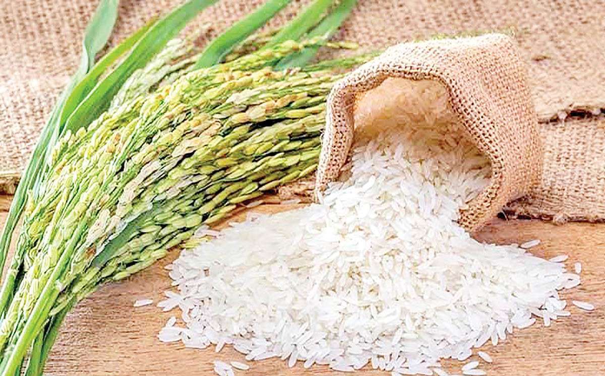 راهکارهای از بین بردن کرم برنج