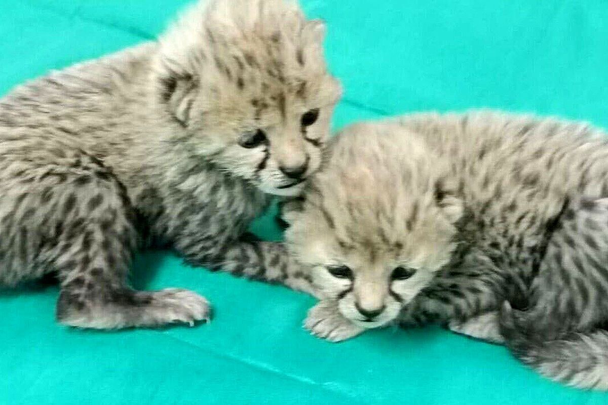 وزن‌کشی توله یوز‌های پاییزی پارک ملی توران +فیلم