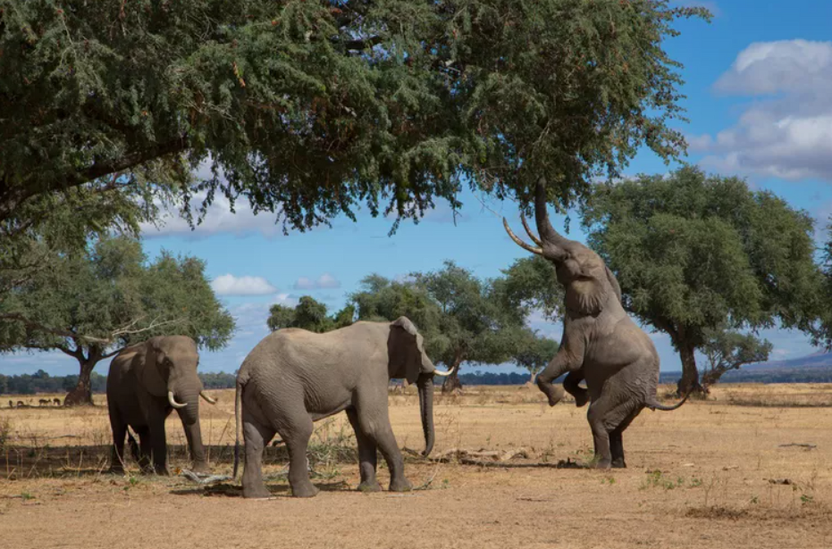 بلندترین حیوانات حیات وحش