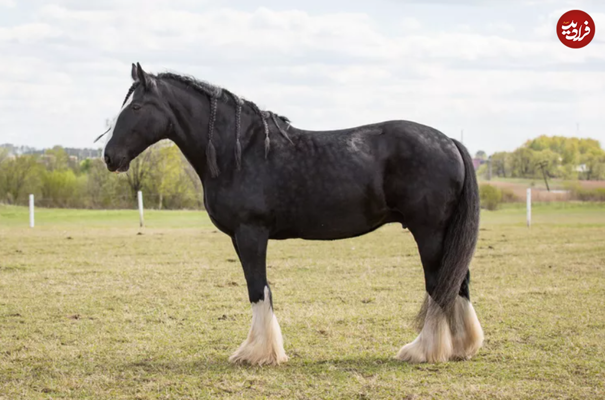 بلندترین حیوانات حیات وحش