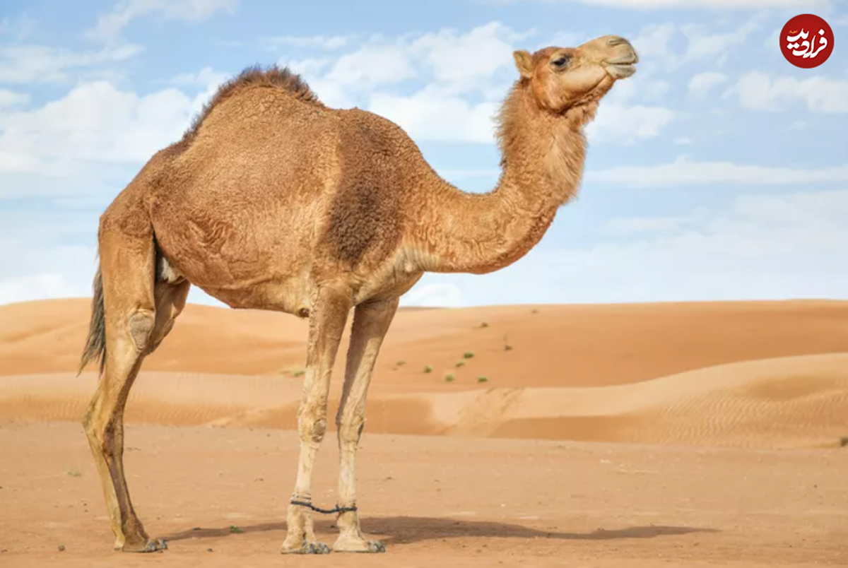 بلندترین حیوانات حیات وحش