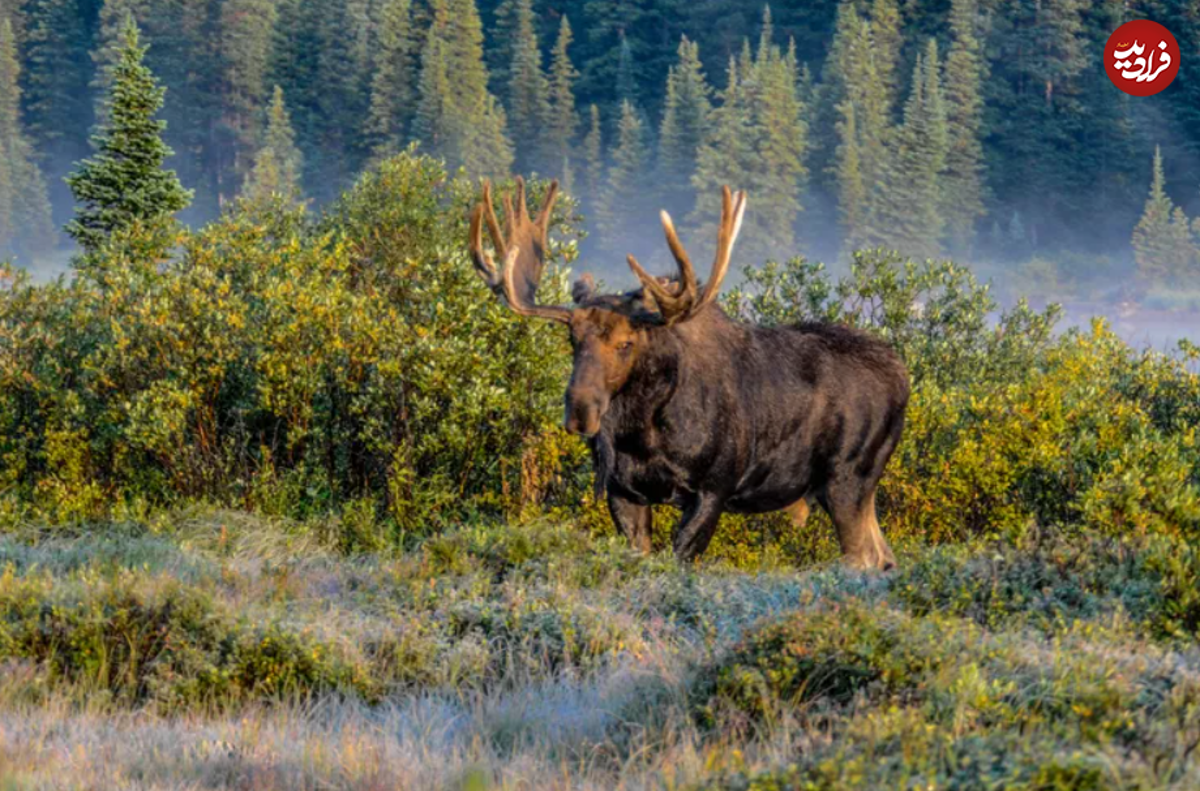 بلندترین حیوانات حیات وحش