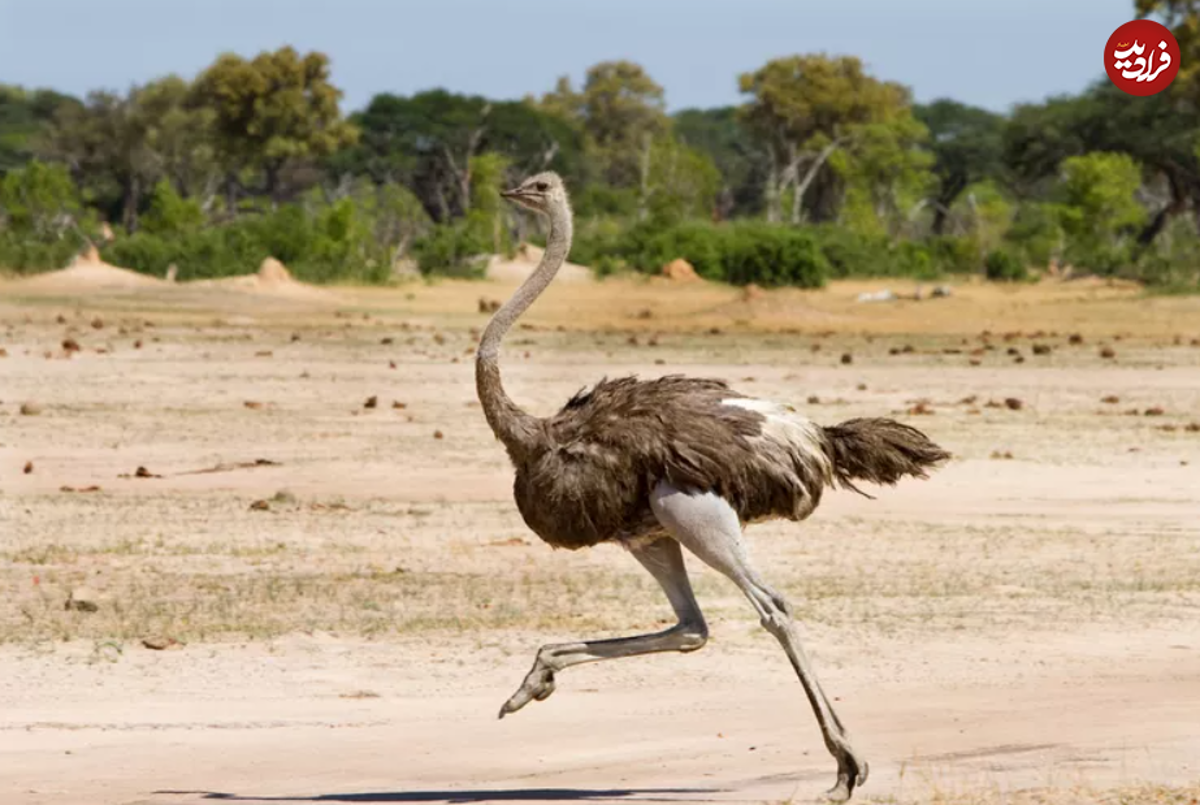 بلندترین حیوانات حیات وحش
