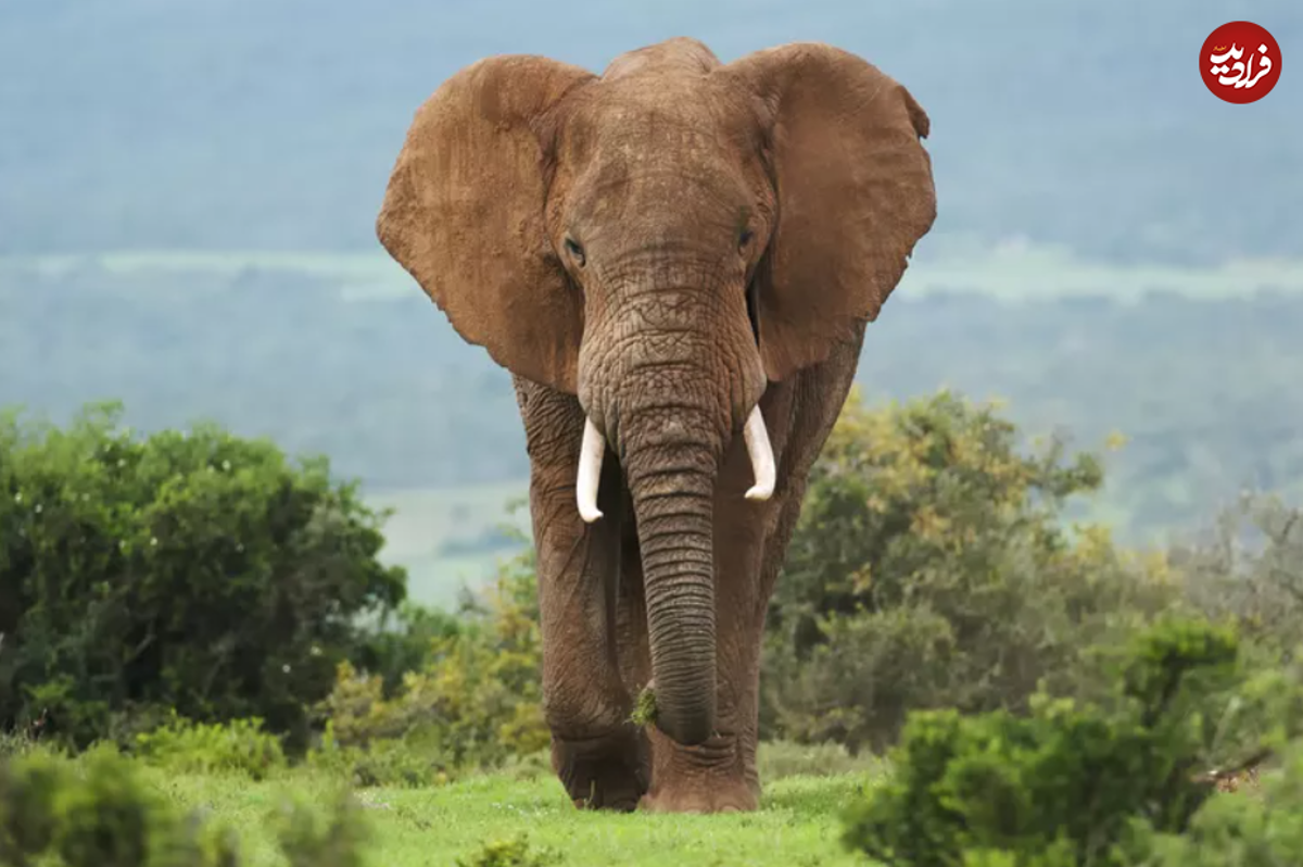 بلندترین حیوانات حیات وحش