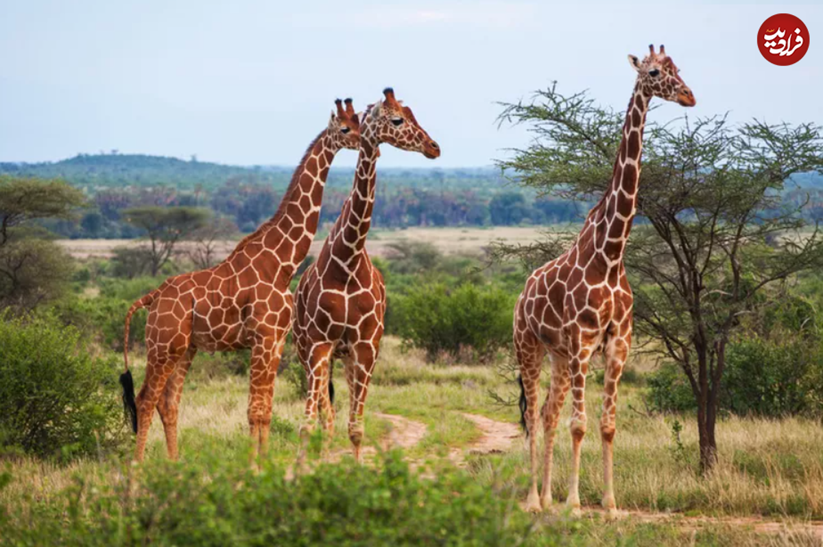 بلندترین حیوانات حیات وحش