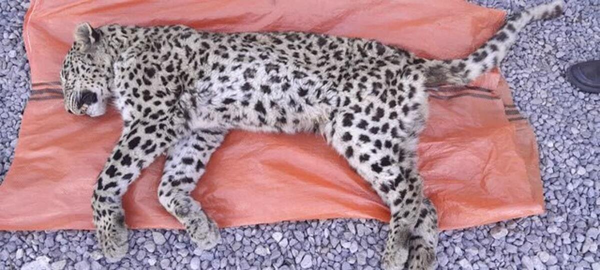 یک پلنگ در دنا تلف شد