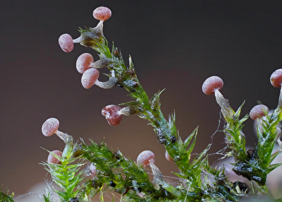 زیبایی حیرت‌آور کپک لجن