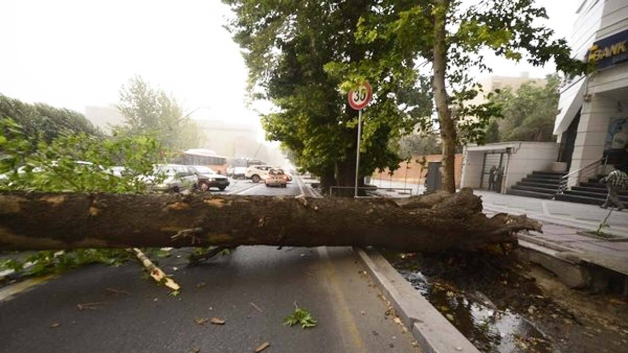 سقوط درخت روی خودرو در مشهد +فیلم