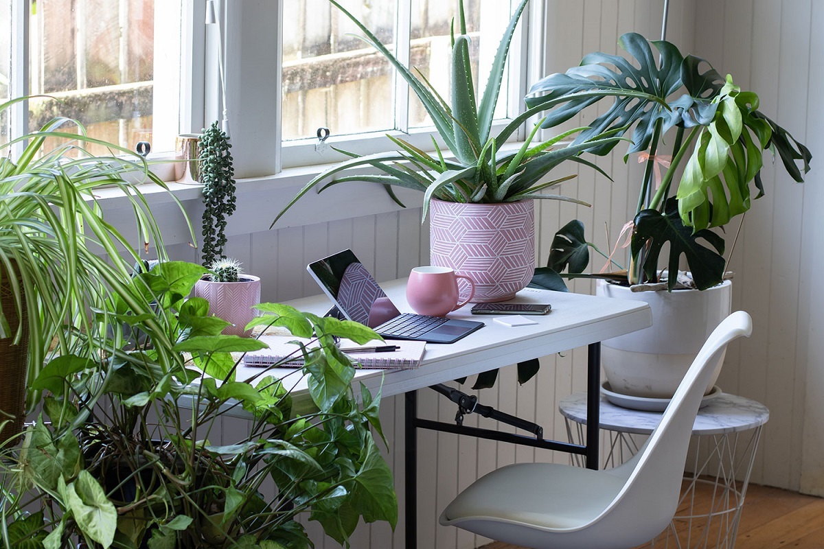 گیاهان آپارتمانی مقاوم