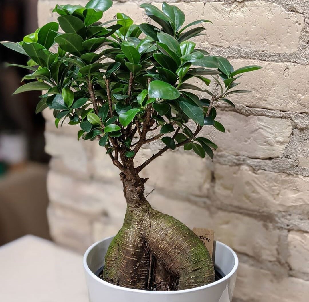 بونسای فیکوس