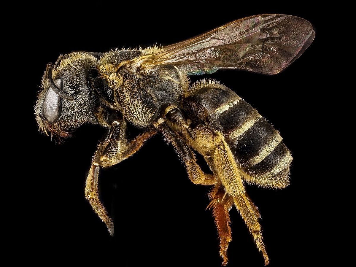 تلاش جالب یک زنبور برای برگرداندن سر کنده شده خود روی بدنش +فیلم