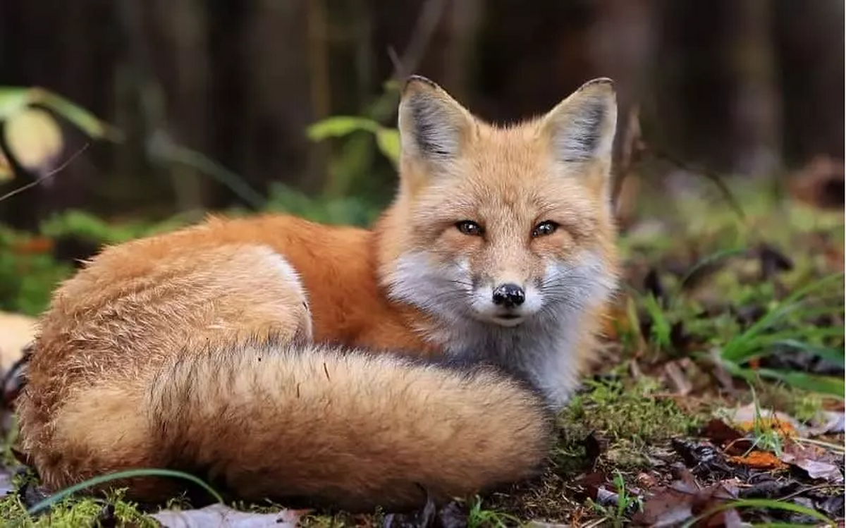 ویدئویی تلخ از جان باختن یک روباه در سطل ماست! ویدئویی تلخ از جان باختن یک روباه در سطل ماست!