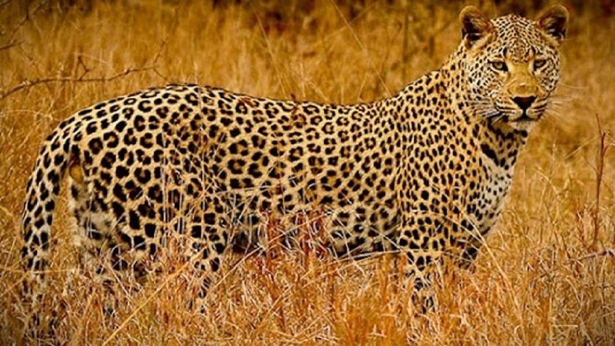 مشاهده یک قلاده پلنگ در کهگیلویه و بویراحمد