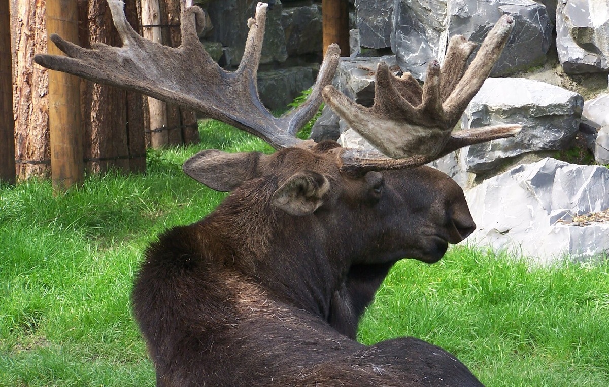 گوزن شاخ دار