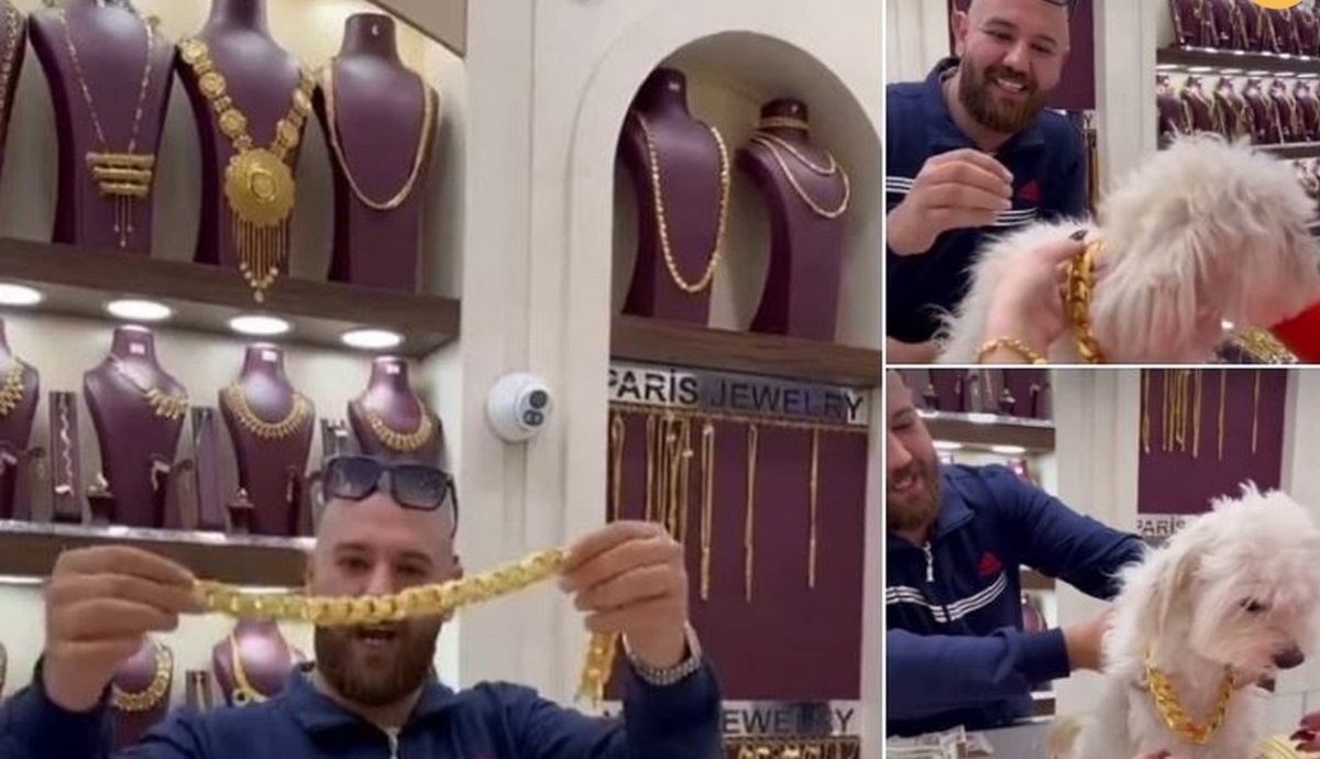 خرید گردنبند ۷ میلیاردی برای یک سگ وایرال شد خرید گردنبند ۷ میلیاردی برای یک سگ وایرال شد