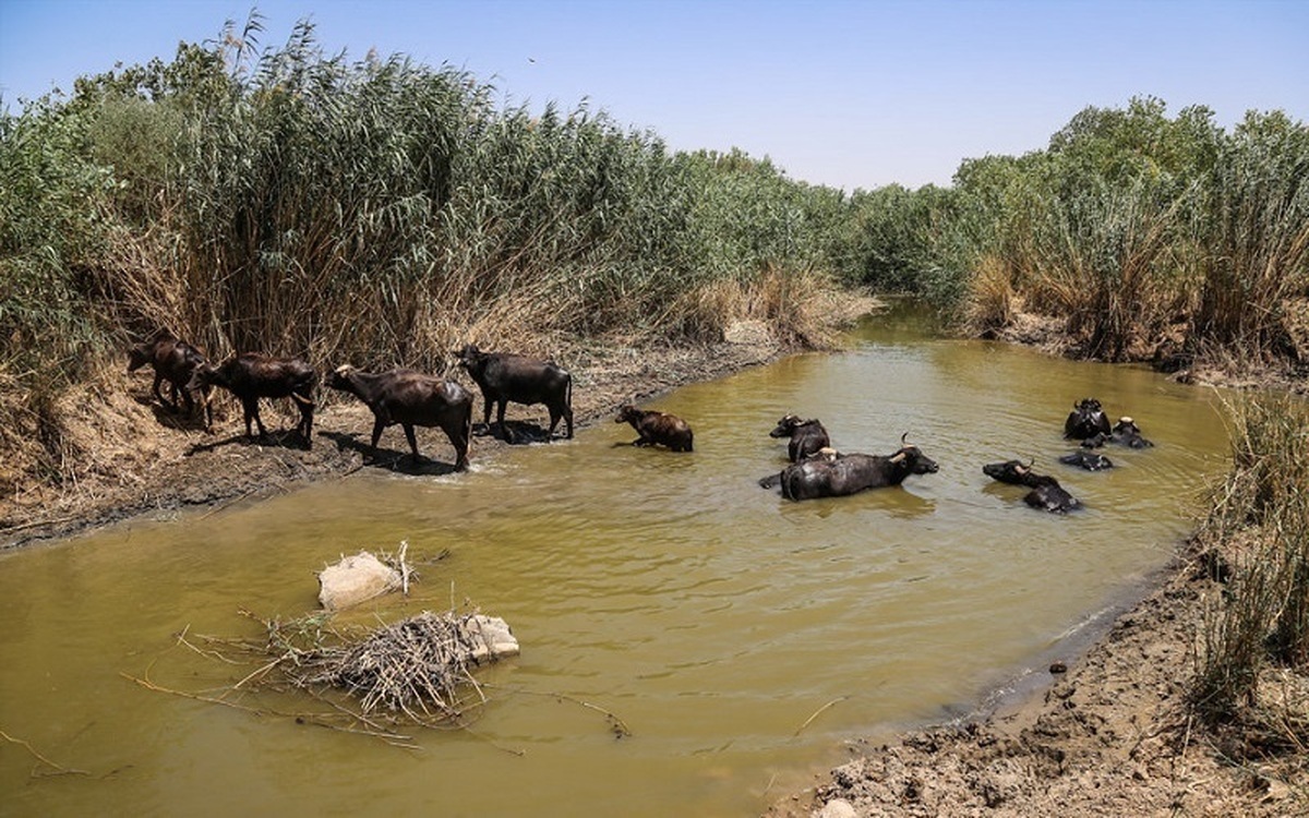 داستان به تاراج رفتن سرمایه طبیعی کشور از زبان معاون محیط زیست دریایی