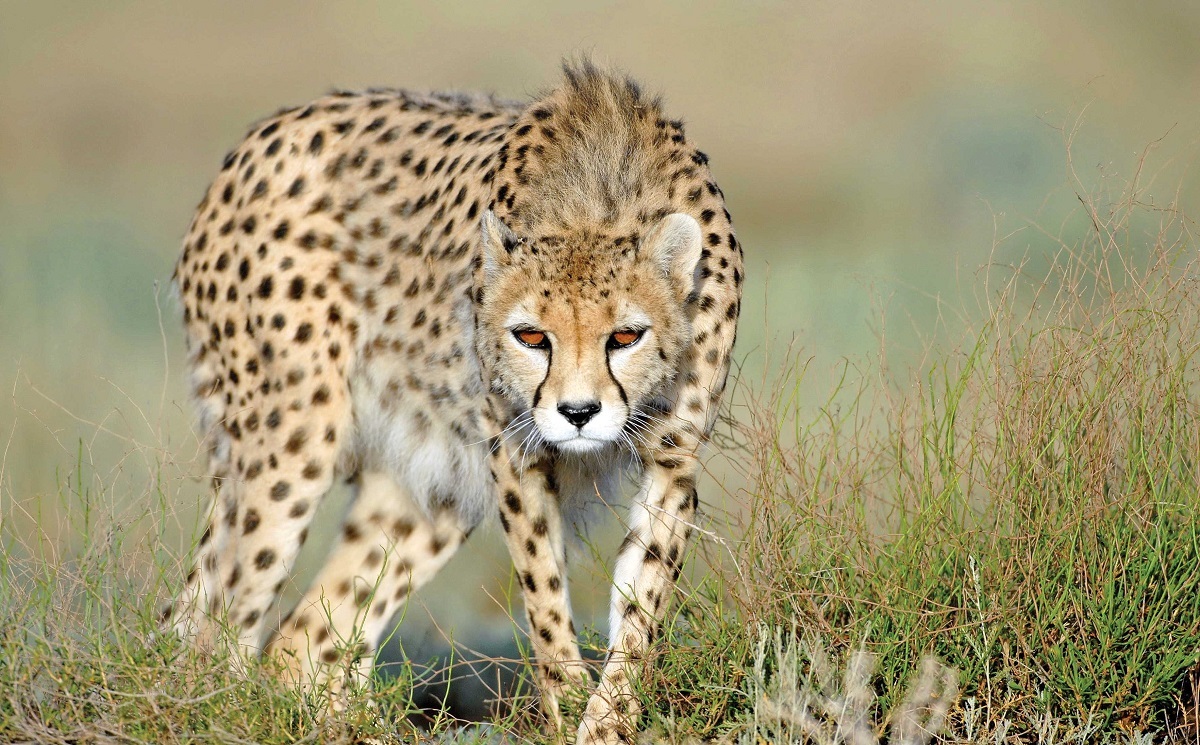 شکار زرافه شکار زرافه