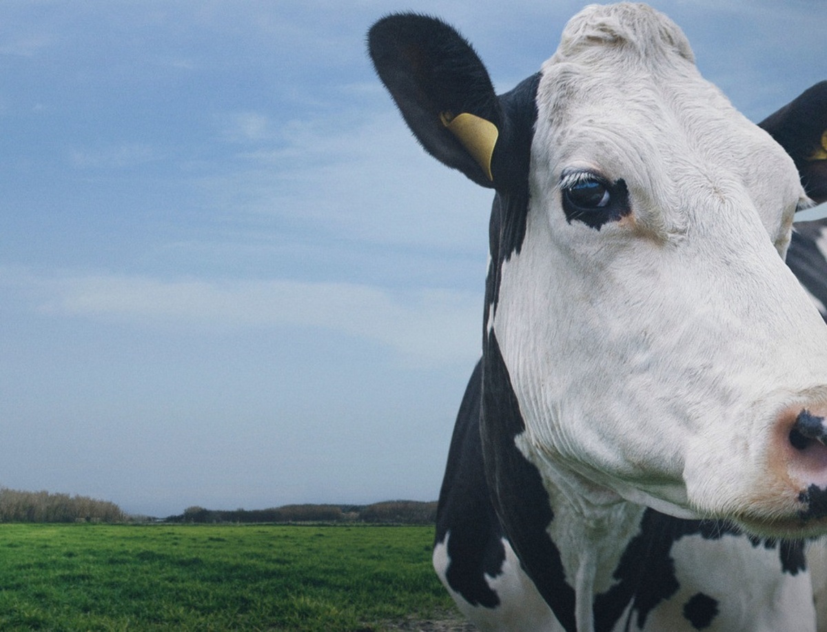 گاو شیرده گاو شیرده