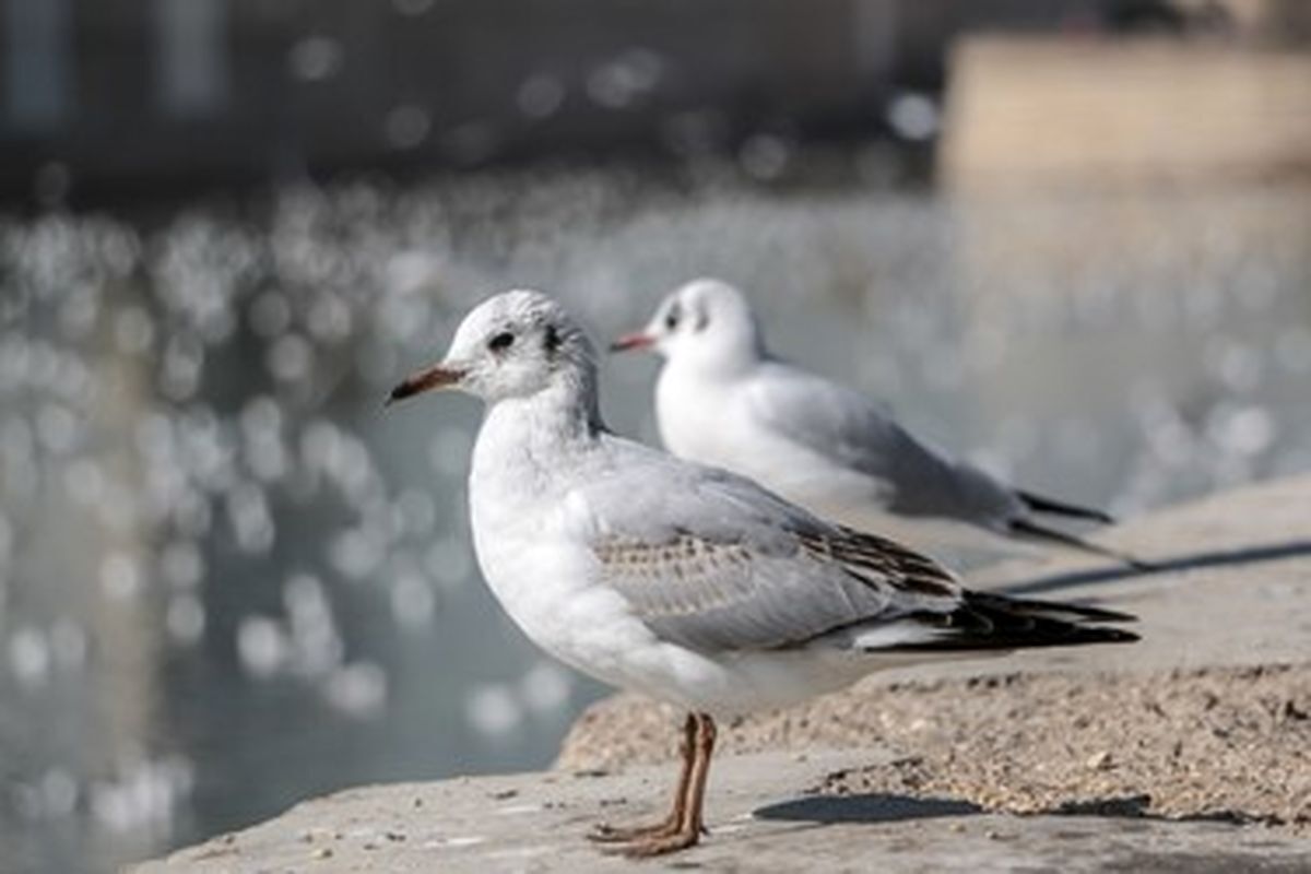 ویدئویی از حضور عجیب مرغان دریایی در تهران