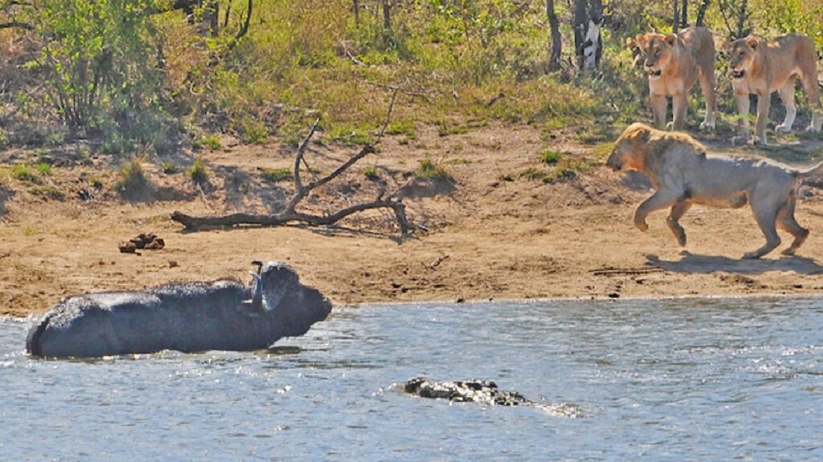 فیلم شکار بوفالو فیلم شکار بوفالو