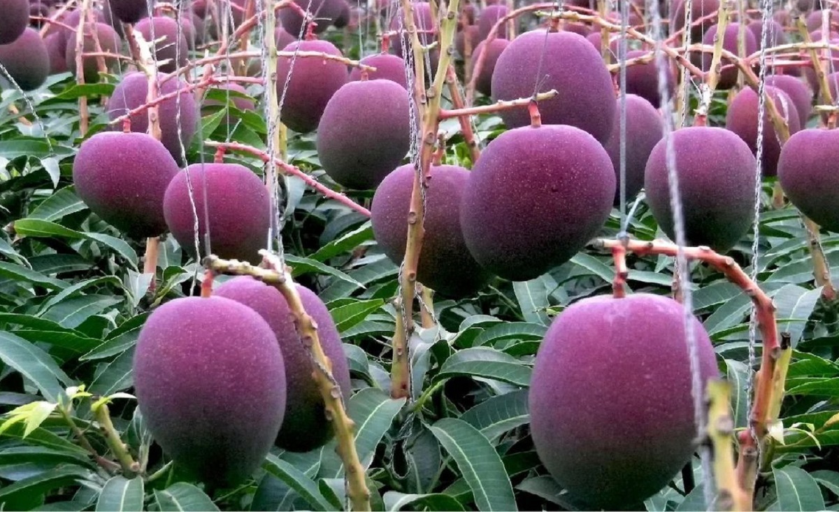 پرورش گران‌ترین انبه جهان در ژاپن!