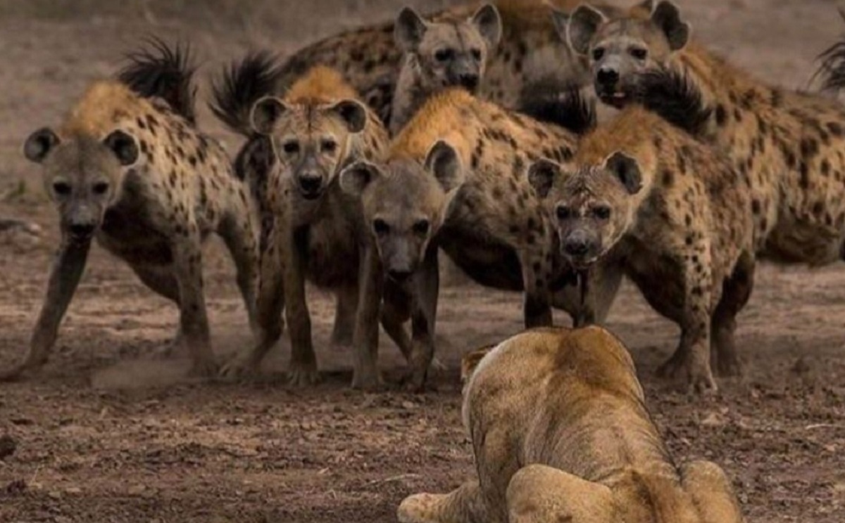 حمله شیر حمله شیر