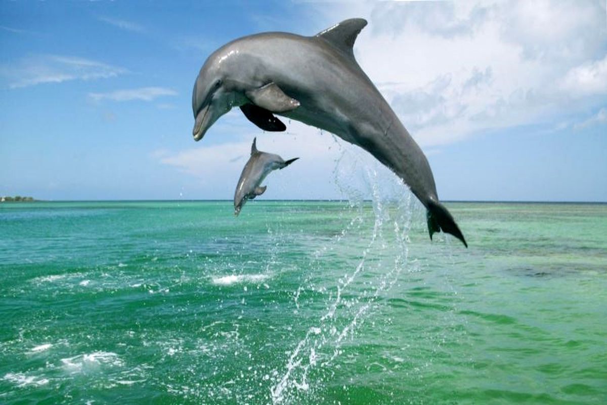 پریدن بامزه دلفین به قایق گردشگران در کیش!