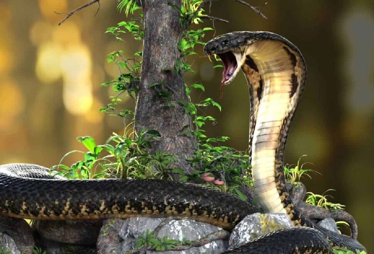 پیدا شدن مار ۱۴ متری در اهواز!