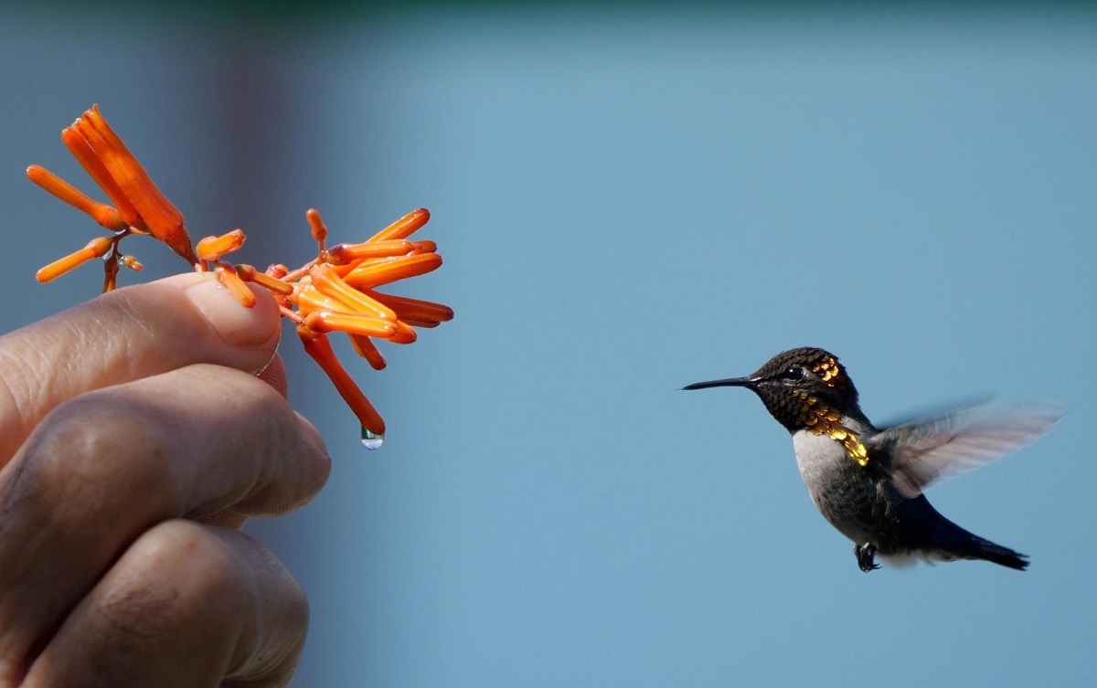 ریزترین پرنده دنیا ریزترین پرنده دنیا