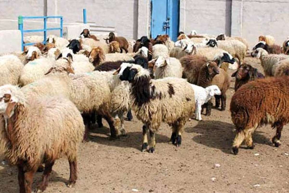 قیمت دام زنده گوسفند چند؟