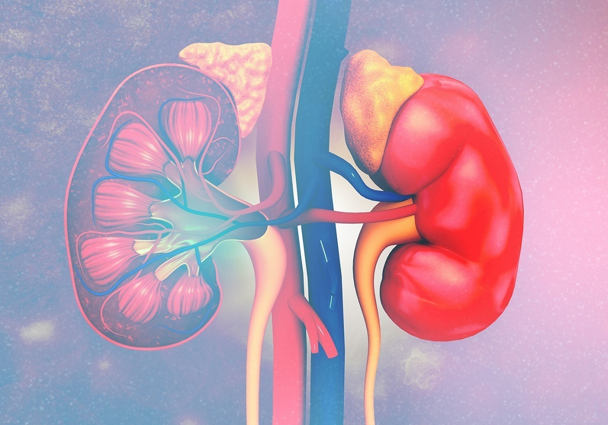 چه کسانی میتوانند کلیه خود را اهداء کنند؟ چه کسانی میتوانند کلیه خود را اهداء کنند؟