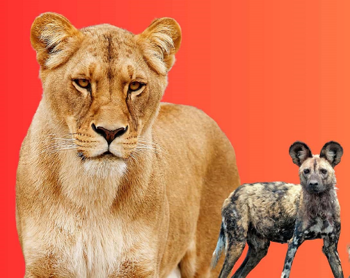 حمله سگ به شیر