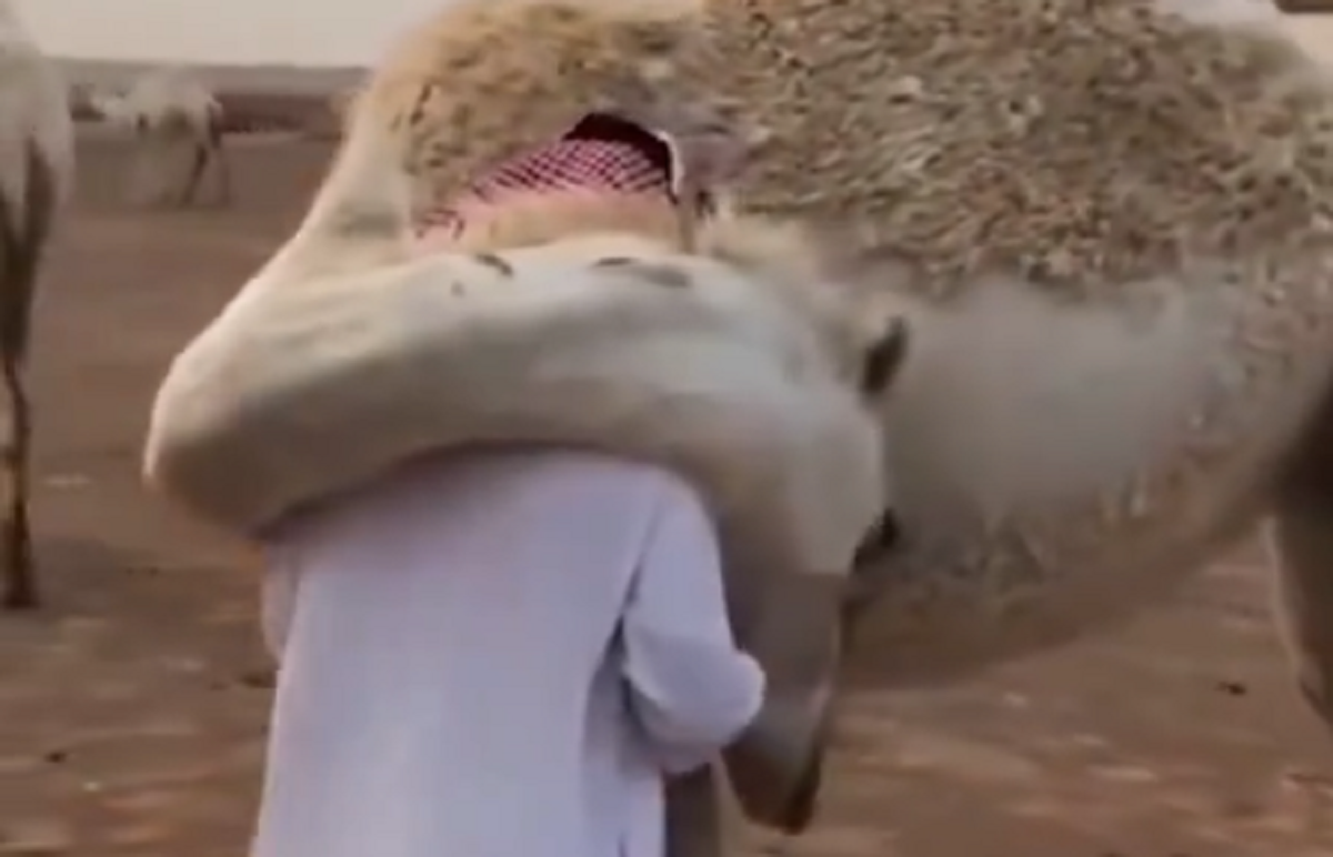 به یادماندنی‌ترین فیلم‌ها از احساسات حیوانات و انسان‌ها