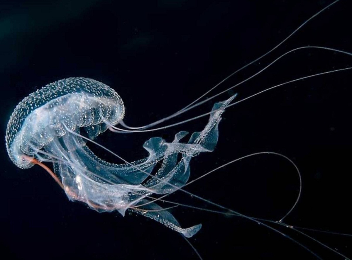 عروس دریایی