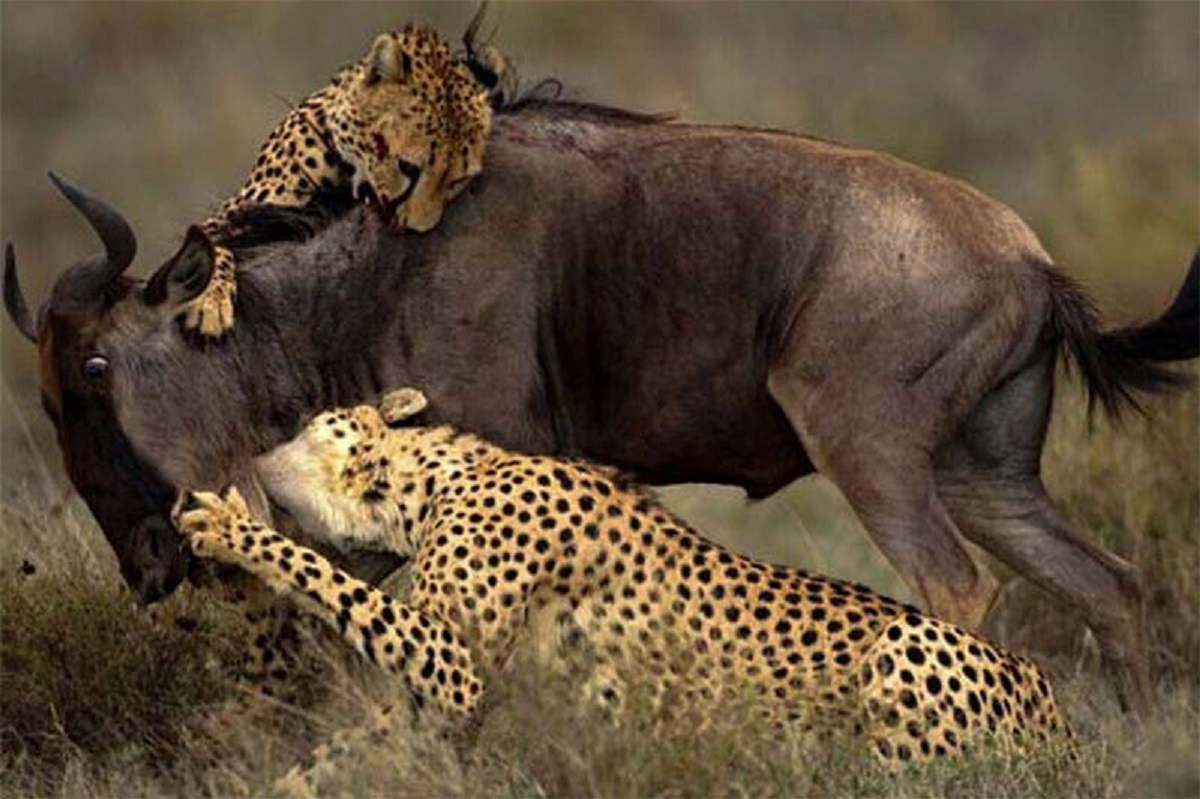 فیلم دیدنی شکار گوزن یالدار توسط پنج یوزپلنگ