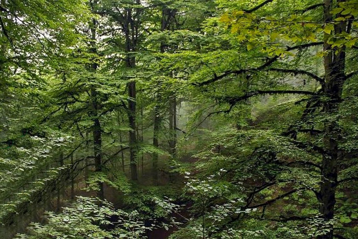 جنگل تنکابن